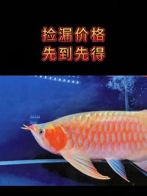許昌哪個(gè)水族館龍魚好？祥龍魚場龍魚（河南省許昌市祥龍魚場）