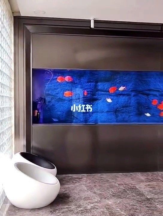 許昌哪個(gè)水族館龍魚好？祥龍魚場龍魚（河南省許昌市祥龍魚場）