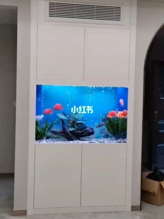 許昌哪個(gè)水族館龍魚好？祥龍魚場龍魚（河南省許昌市祥龍魚場）