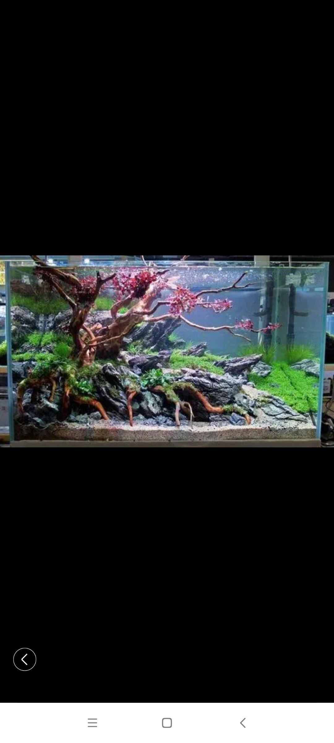 許昌哪個(gè)水族館龍魚好？祥龍魚場龍魚（河南省許昌市祥龍魚場）