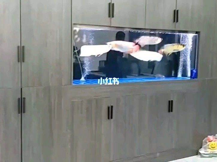 許昌哪個(gè)水族館龍魚好？祥龍魚場龍魚（河南省許昌市祥龍魚場）
