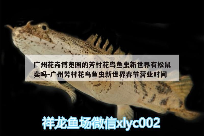 廣州花卉博覽園的芳村花鳥魚蟲新世界有松鼠賣嗎:廣州芳村花鳥魚蟲新世界春節營業時間（廣州花卉博覽園的芳村花鳥魚蟲新世界有松鼠賣嗎） 廣州花卉博覽園的芳村花鳥魚蟲新世界有松鼠賣嗎:廣州芳村花鳥魚蟲新世界春節營業時間（廣州花卉博覽園的芳村花鳥魚蟲新世界有松鼠賣嗎） 觀賞魚百科