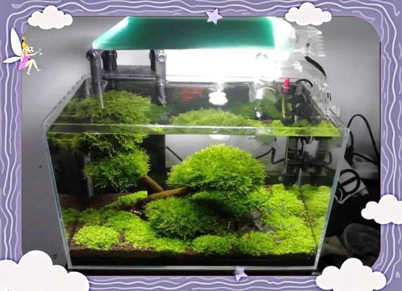 隔離缸需要多大（新手養魚必看:隔離缸需要多大，在工業應用中，隔離缸需要多大）