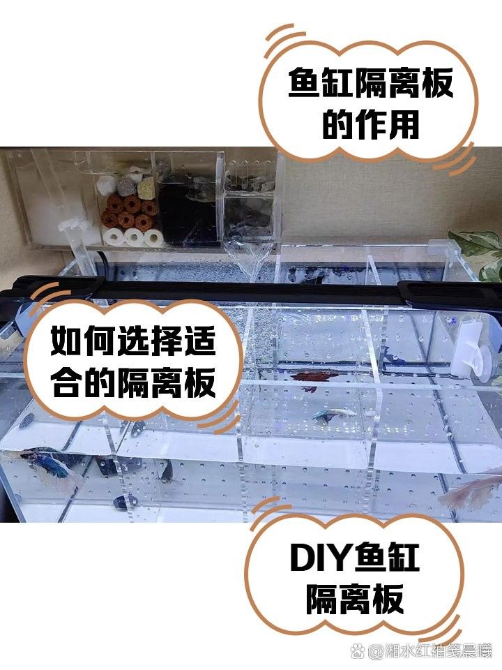 隔離缸需要多大（新手養魚必看:隔離缸需要多大，在工業應用中，隔離缸需要多大）
