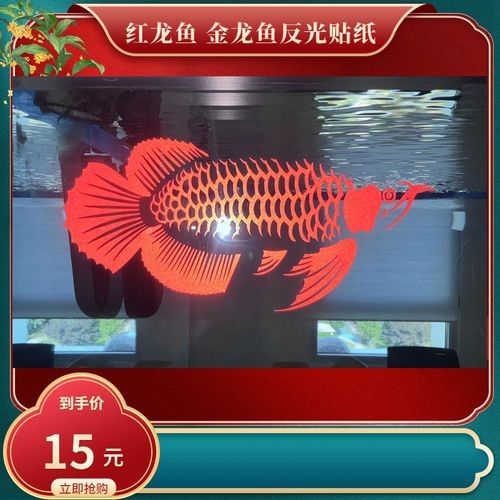和興龍魚的主要產品有哪些（和興龍魚的水族器材有哪些特點和特點）