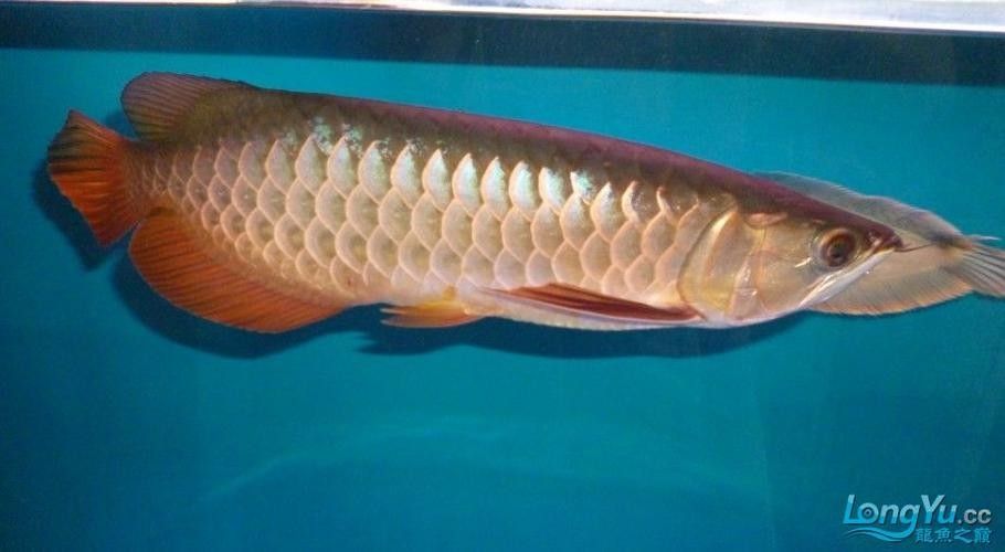 和興龍魚的主要產品有哪些（和興龍魚的水族器材有哪些特點和特點）