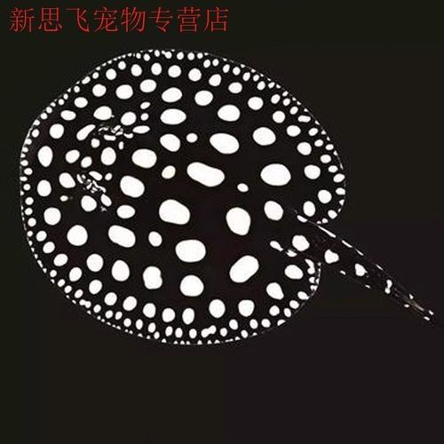 純血皇冠黑白魟魚品牌介紹（純血皇冠黑白魟魚） 純血皇冠黑白魟魚品牌介紹（純血皇冠黑白魟魚） 觀賞魚百科 第1張
