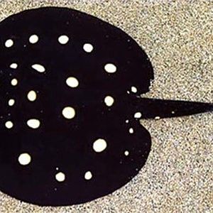 純血皇冠黑白魟魚品牌介紹（純血皇冠黑白魟魚） 純血皇冠黑白魟魚品牌介紹（純血皇冠黑白魟魚） 觀賞魚百科 第9張