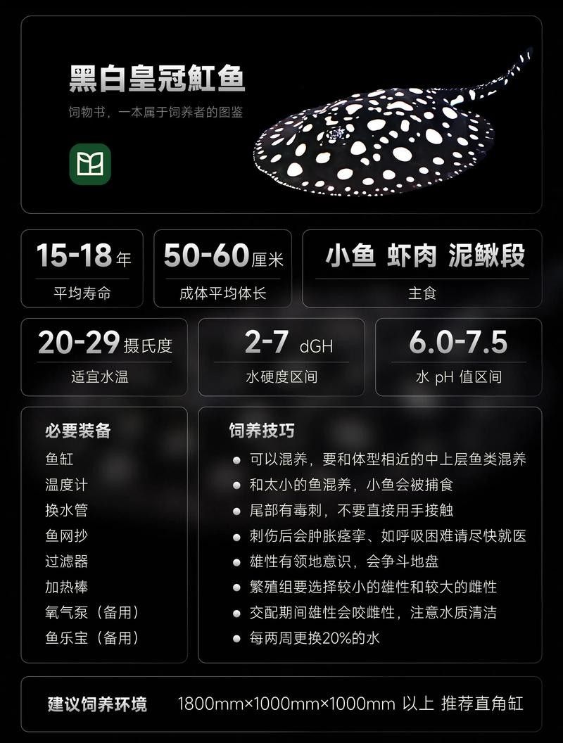 純血皇冠黑白魟魚品牌介紹（純血皇冠黑白魟魚） 純血皇冠黑白魟魚品牌介紹（純血皇冠黑白魟魚） 觀賞魚百科 第10張