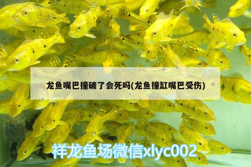 龍魚嘴巴撞破了會死嗎(龍魚撞缸嘴巴受傷)（關于龍魚嘴巴撞破了會死嗎）
