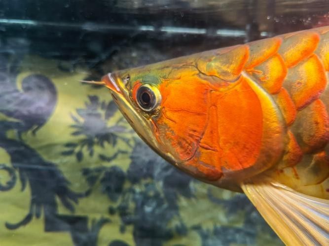 龍魚嘴角長疙瘩怎么治療圖片（魚嘴角長疙瘩的治療方法包括藥物治療和日常護理和日常護理）