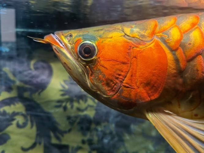 龍魚嘴角長疙瘩怎么治療圖片（魚嘴角長疙瘩的治療方法包括藥物治療和日常護理和日常護理）