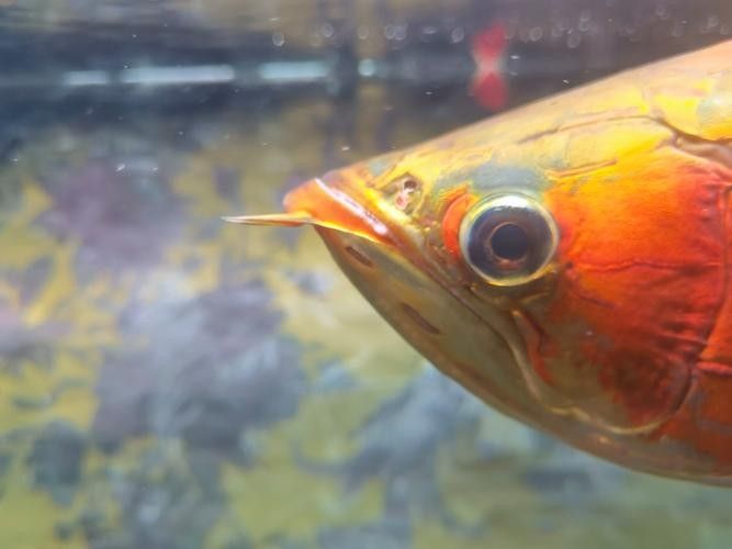 龍魚嘴角長疙瘩怎么治療圖片（魚嘴角長疙瘩的治療方法包括藥物治療和日常護理和日常護理）