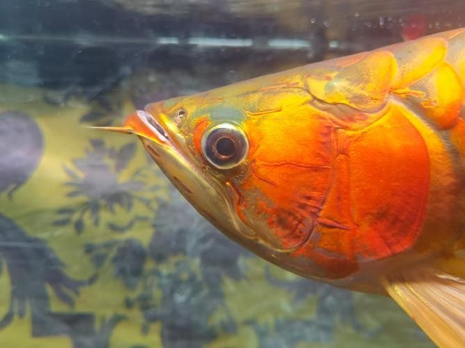 龍魚嘴角長疙瘩怎么治療圖片（魚嘴角長疙瘩的治療方法包括藥物治療和日常護理和日常護理）