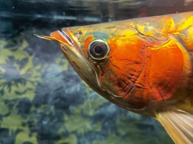 龍魚嘴角長疙瘩怎么治療圖片（魚嘴角長疙瘩的治療方法包括藥物治療和日常護理和日常護理）