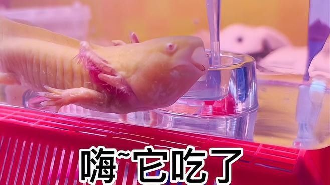 如何引導六角恐龍適應人工飼料（如何引導六角恐龍接受人工飼料）