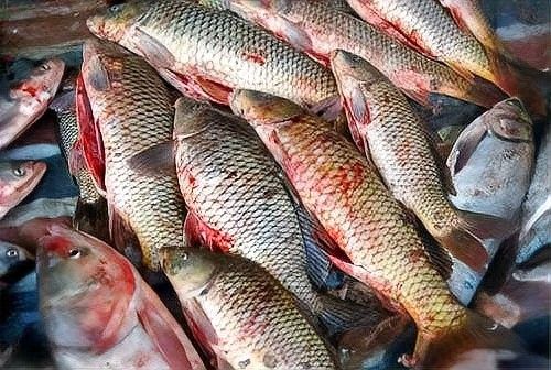 如何預防龍魚再次出血（如何預防龍魚出血？） 如何預防龍魚再次出血（如何預防龍魚出血？） 龍魚百科 第2張