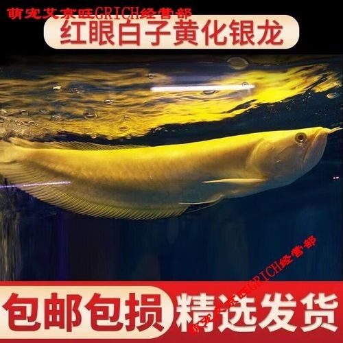 白子紅龍的市場價格是多少?(白子紅龍的市場價格) 龍魚百科 第1張 白子紅龍的市場價格是多少?(白子紅龍的市場價格) 白子紅龍的市場價格是多少?(白子紅龍的市場價格) 龍魚百科 第1張
