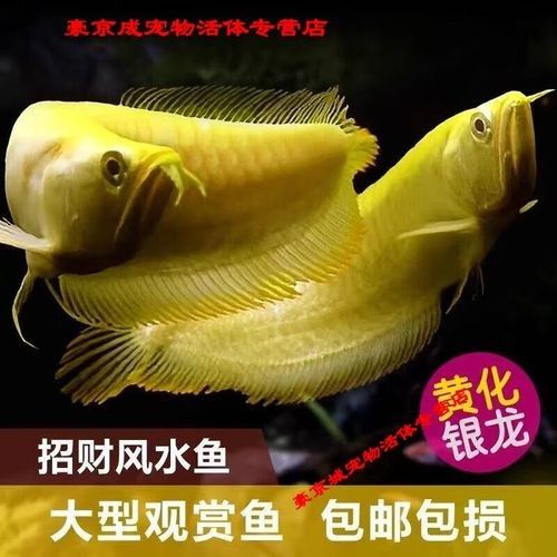 白子紅龍的市場價格是多少?(白子紅龍的市場價格) 龍魚百科 第3張 白子紅龍的市場價格是多少?(白子紅龍的市場價格) 白子紅龍的市場價格是多少?(白子紅龍的市場價格) 龍魚百科 第3張