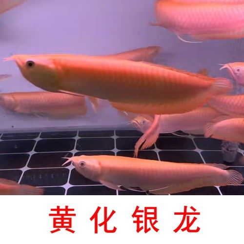 白子紅龍的市場價格是多少?(白子紅龍的市場價格) 龍魚百科 第4張 白子紅龍的市場價格是多少?(白子紅龍的市場價格) 白子紅龍的市場價格是多少?(白子紅龍的市場價格) 龍魚百科 第4張