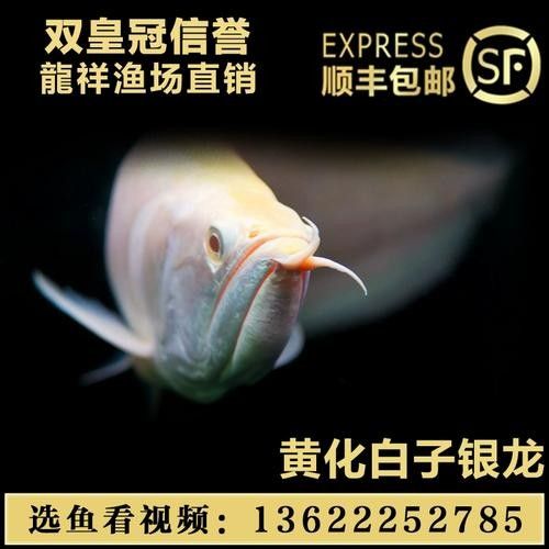 白子紅龍的市場價格是多少?(白子紅龍的市場價格) 龍魚百科 第6張 白子紅龍的市場價格是多少?(白子紅龍的市場價格) 白子紅龍的市場價格是多少?(白子紅龍的市場價格) 龍魚百科 第6張
