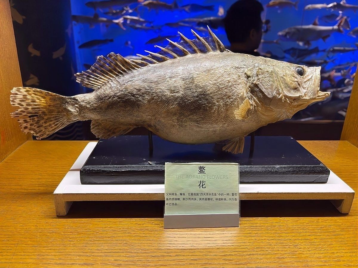 松北哪個水族館龍魚好？祥龍魚場龍魚（松北哪個水族館的龍魚好）
