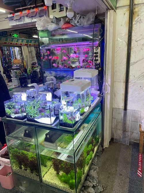 如何聯系當地大型水族市場（北京地區(qū)主要水族市場的聯系方式）