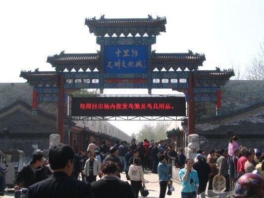 如何聯系當地大型水族市場（北京地區(qū)主要水族市場的聯系方式）