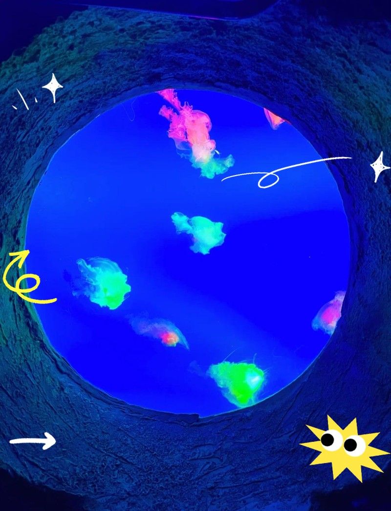 如何聯系當地大型水族市場（北京地區(qū)主要水族市場的聯系方式）