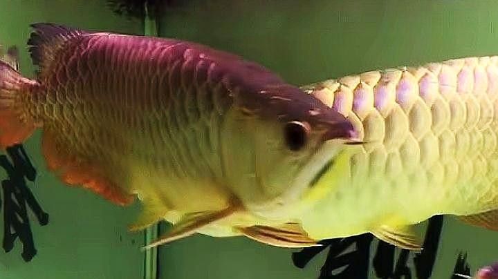 龍魚鱗片變薄的原因是什么（龍魚鱗片變薄會傳染嗎龍魚鱗片變薄的原因是什么）