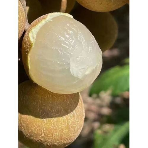 佳木斯金龍魚(yú)（佳木斯金龍魚(yú)品牌在京東平臺(tái)部分熱銷商品）