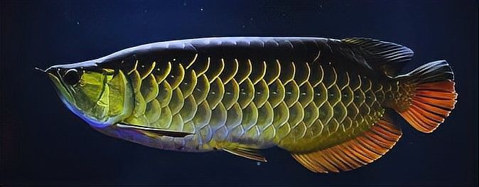金龍魚的價格范圍有哪些（金龍魚價格揭秘金龍魚多少錢一個金龍魚多少錢一個）