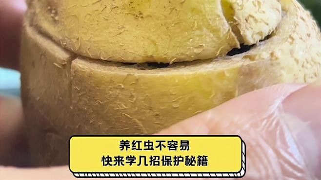 紅蟲(chóng)保存期間如何保持清潔（如何保持紅蟲(chóng)的清潔？） 紅蟲(chóng)保存期間如何保持清潔（如何保持紅蟲(chóng)的清潔？） 龍魚(yú)百科 第1張