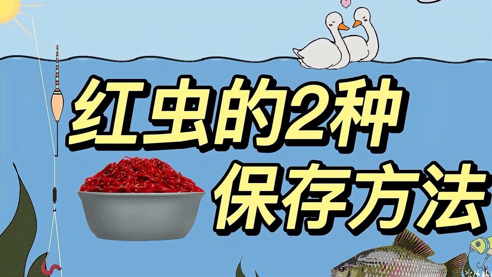 紅蟲(chóng)保存期間如何保持清潔（如何保持紅蟲(chóng)的清潔？） 紅蟲(chóng)保存期間如何保持清潔（如何保持紅蟲(chóng)的清潔？） 龍魚(yú)百科 第2張