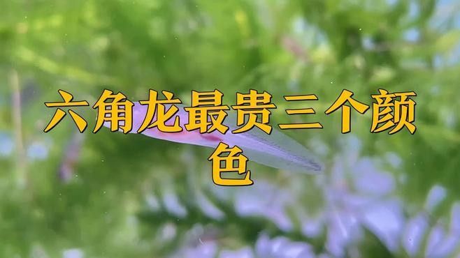 六角恐龍魚哪個顏色最稀有（傳奇網易六角恐龍魚哪個顏色最稀有六角恐龍魚最稀有）