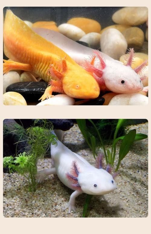 六角恐龍魚哪個顏色最稀有（傳奇網易六角恐龍魚哪個顏色最稀有六角恐龍魚最稀有）