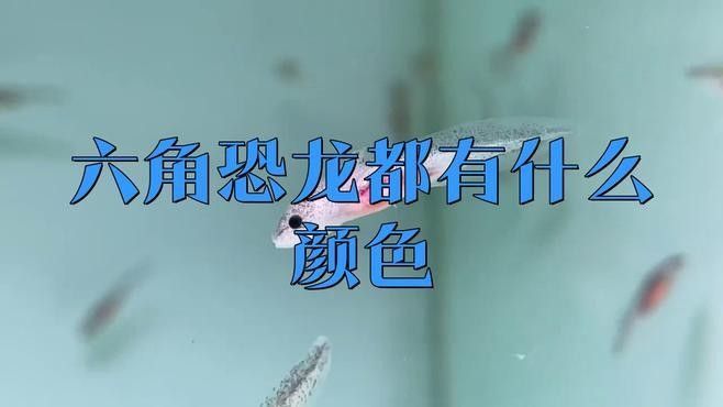 六角恐龍魚哪個顏色最稀有（傳奇網易六角恐龍魚哪個顏色最稀有六角恐龍魚最稀有）
