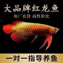 上海還有哪些賣(mài)紅龍魚(yú)的店（上海紅龍魚(yú)實(shí)體店選購(gòu)） 上海還有哪些賣(mài)紅龍魚(yú)的店（上海紅龍魚(yú)實(shí)體店選購(gòu)） 龍魚(yú)百科 第14張