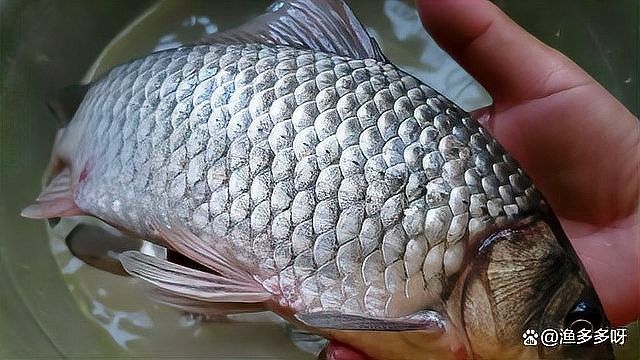 紅龍魚感染鰓蟲如何處理（紅龍魚感染鰓蟲怎么辦？）