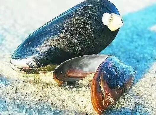 如何預(yù)防火龍魚(yú)毒素中毒？（蘭超主任醫(yī)師三甲魚(yú)高錳酸鉀中毒怎么預(yù)防火龍魚(yú)毒素中毒）