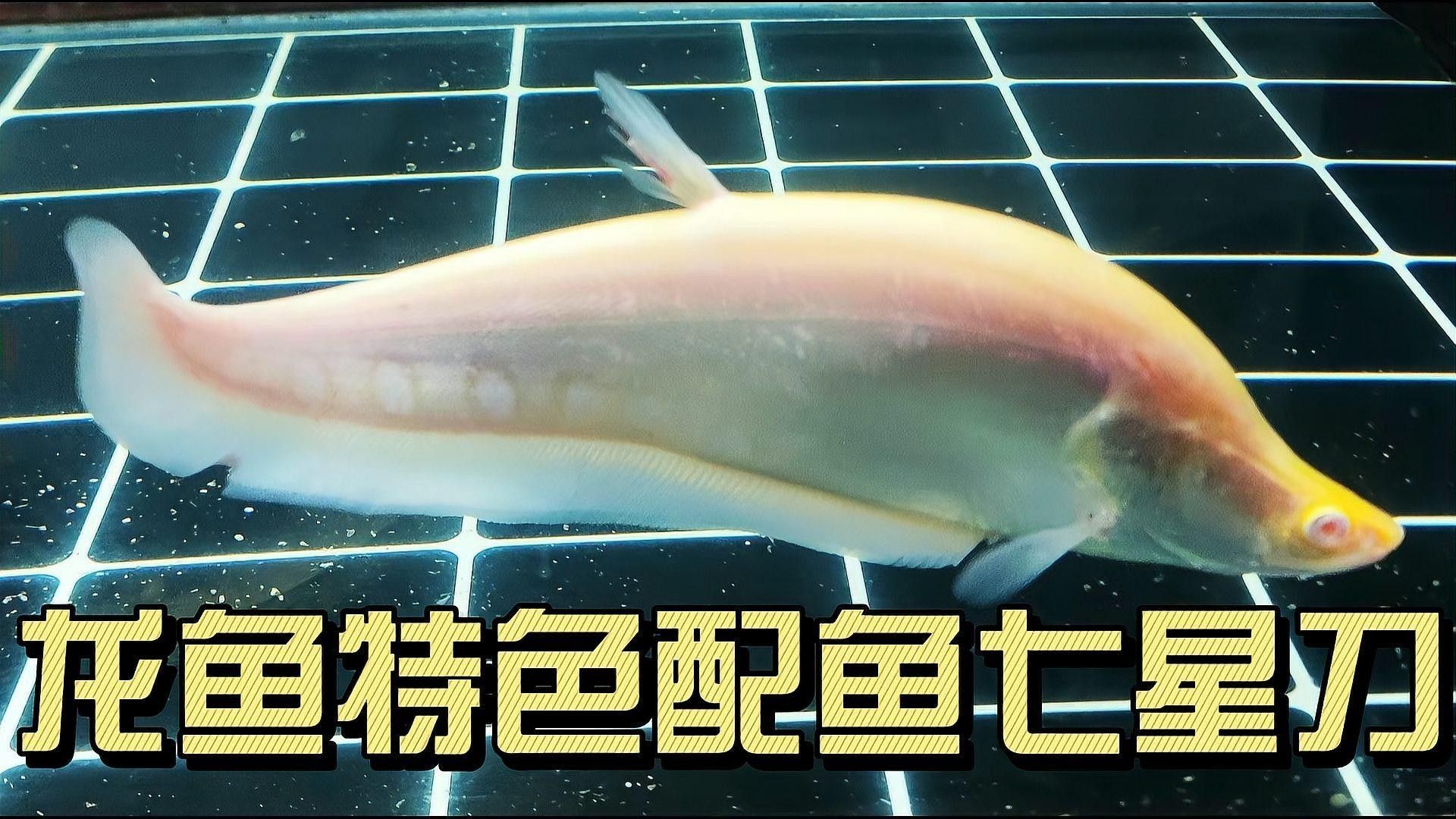 哪種混養伙伴與紅龍魚最和諧？（紅龍魚混養指南:紅龍魚和什么魚混養好7種方法幫你）