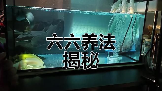 六角龍需要多大的活動空間（六角龍的活動空間需要多大的活動空間需要考慮多大的活動空間）