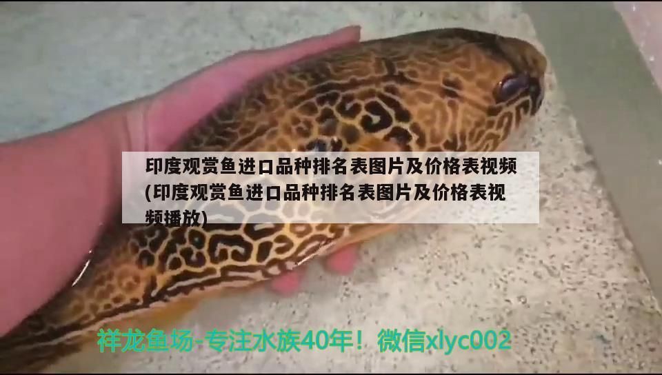 印度觀賞魚進口品種排名表圖片及價格表視頻(印度觀賞魚進口品種排名表圖片及價格表視頻播放)（印度觀賞魚進口品種排名表） 印度觀賞魚進口品種排名表圖片及價格表視頻(印度觀賞魚進口品種排名表圖片及價格表視頻播放)（印度觀賞魚進口品種排名表） 觀賞魚百科