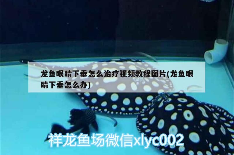 龍魚眼睛下垂怎么治療視頻教程圖片(龍魚眼睛下垂怎么辦)（龍魚眼睛下垂怎么辦） 龍魚眼睛下垂怎么治療視頻教程圖片(龍魚眼睛下垂怎么辦)（龍魚眼睛下垂怎么辦） 觀賞魚百科