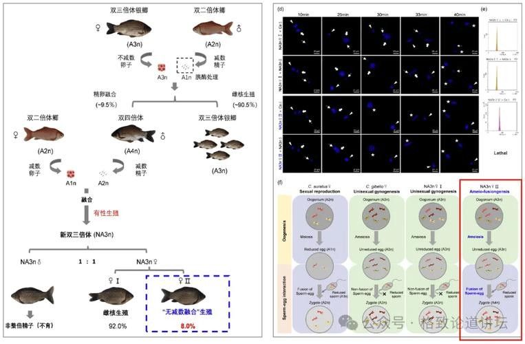 如何判斷魚缸是否適合再添一條魚（魚缸是否適合再添一條魚）