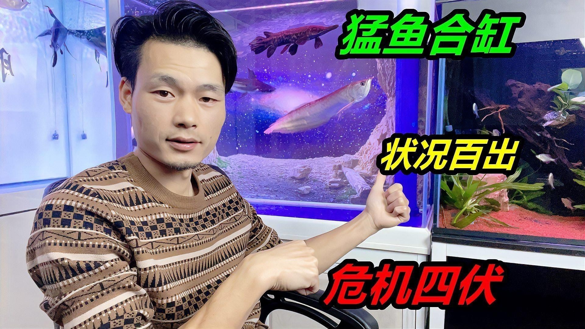 如何判斷魚缸是否適合再添一條魚（魚缸是否適合再添一條魚）