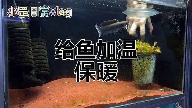 龍魚加熱棒安裝視頻（龍魚加熱棒安裝視頻提供了詳細的步驟和指導和指導）