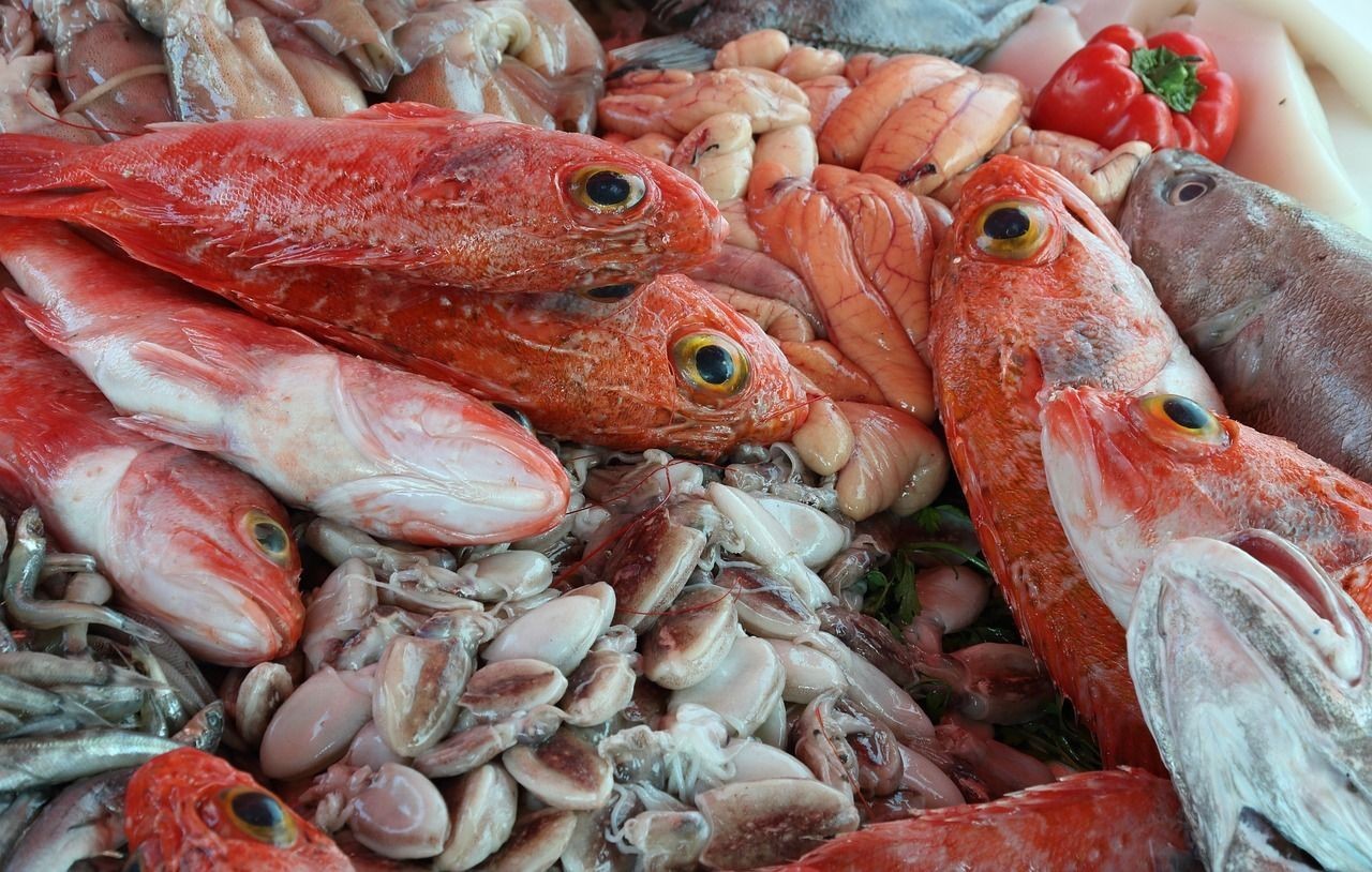 巴卡雷龍魚養在冷水里面會不會死亡呀（巴卡雷龍是冷水魚嗎）（巴卡雷龍養在冷水中會不會死亡）