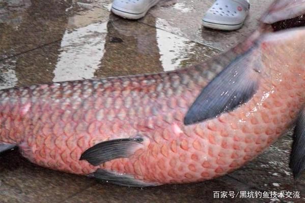 青龍魚飼料選擇與搭配技巧，青龍魚不同季節飼料選擇,青龍魚飼料中添加維諾效果