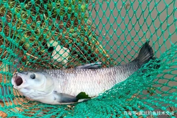 青龍魚飼料選擇與搭配技巧，青龍魚不同季節飼料選擇,青龍魚飼料中添加維諾效果